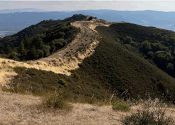 Fire Break Along Main Road Near Lookout Peak